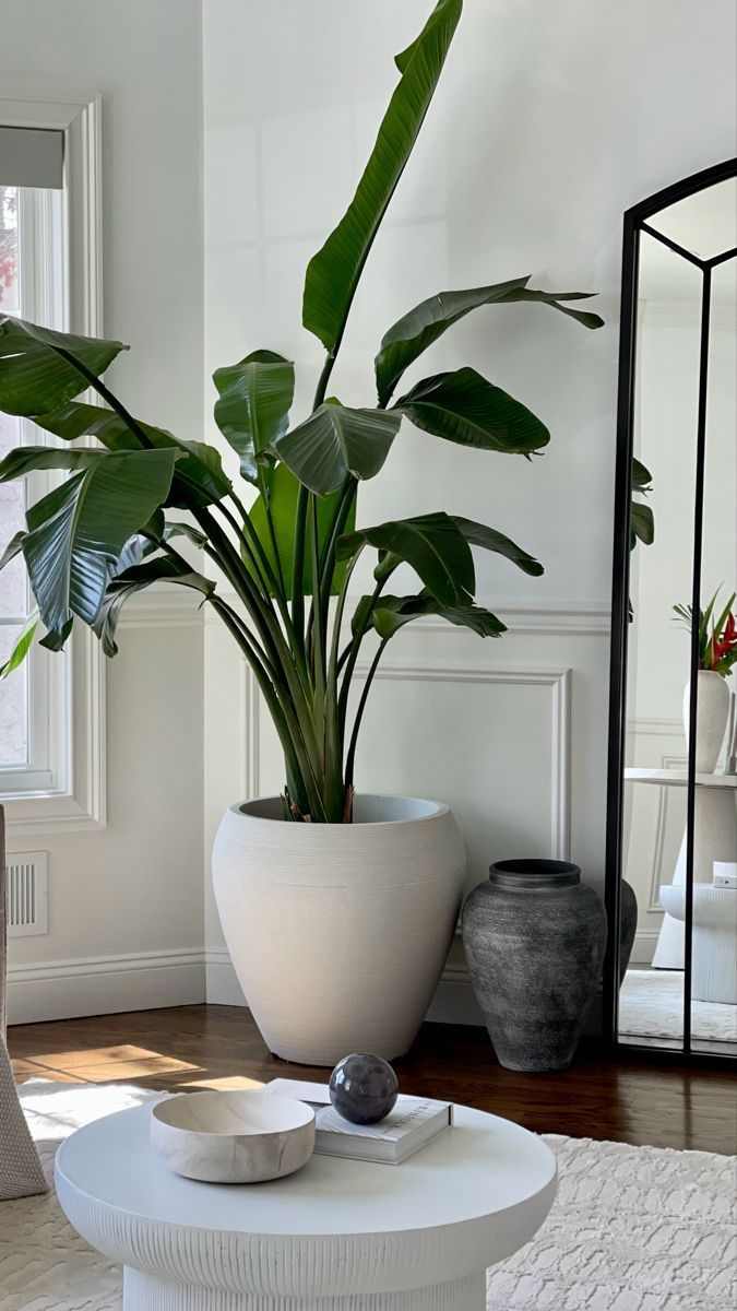 indoor-plants-small-scandinavian-living-room-ideas