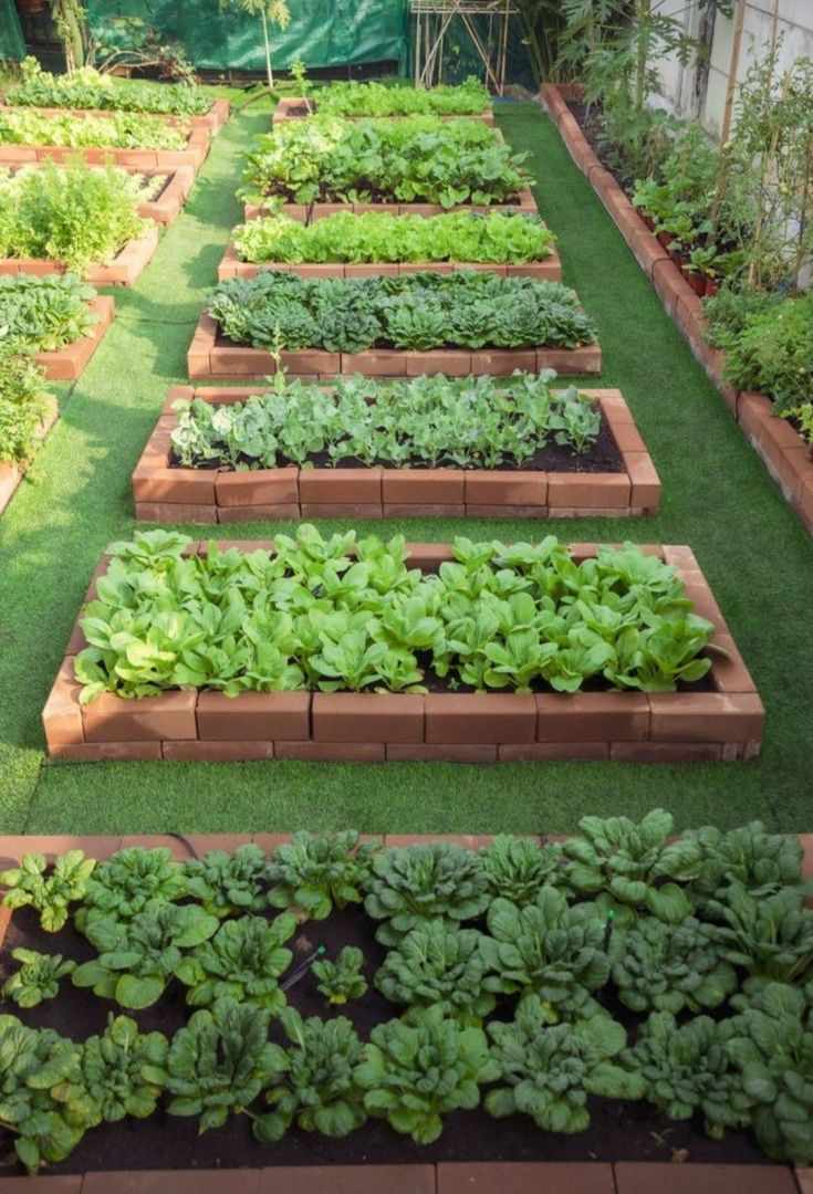 raised-beds