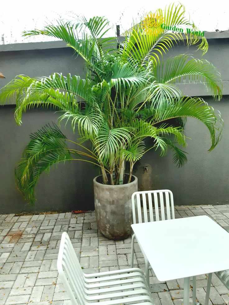 potted-palms