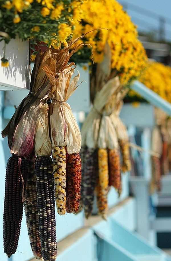 Hanging Dried Corn 