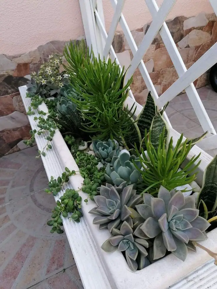 succulent-window-boxes