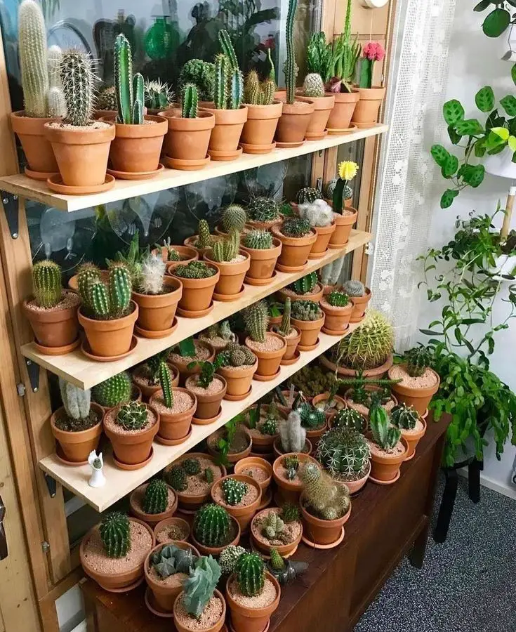 succulent-shelves-ways-to-decorate-with-succulents