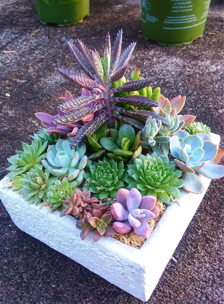 succulent-bookends-ways-to-decorate-with-succulents