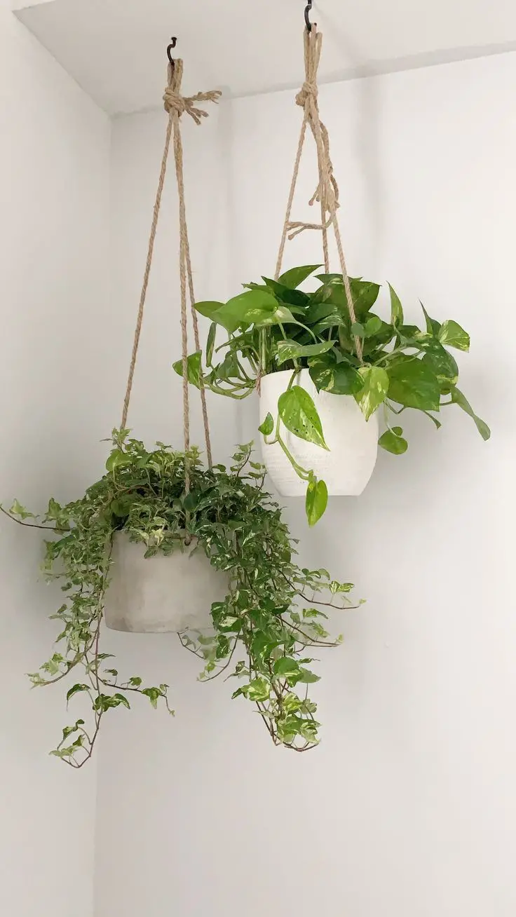 hang-plants-from-the-ceiling