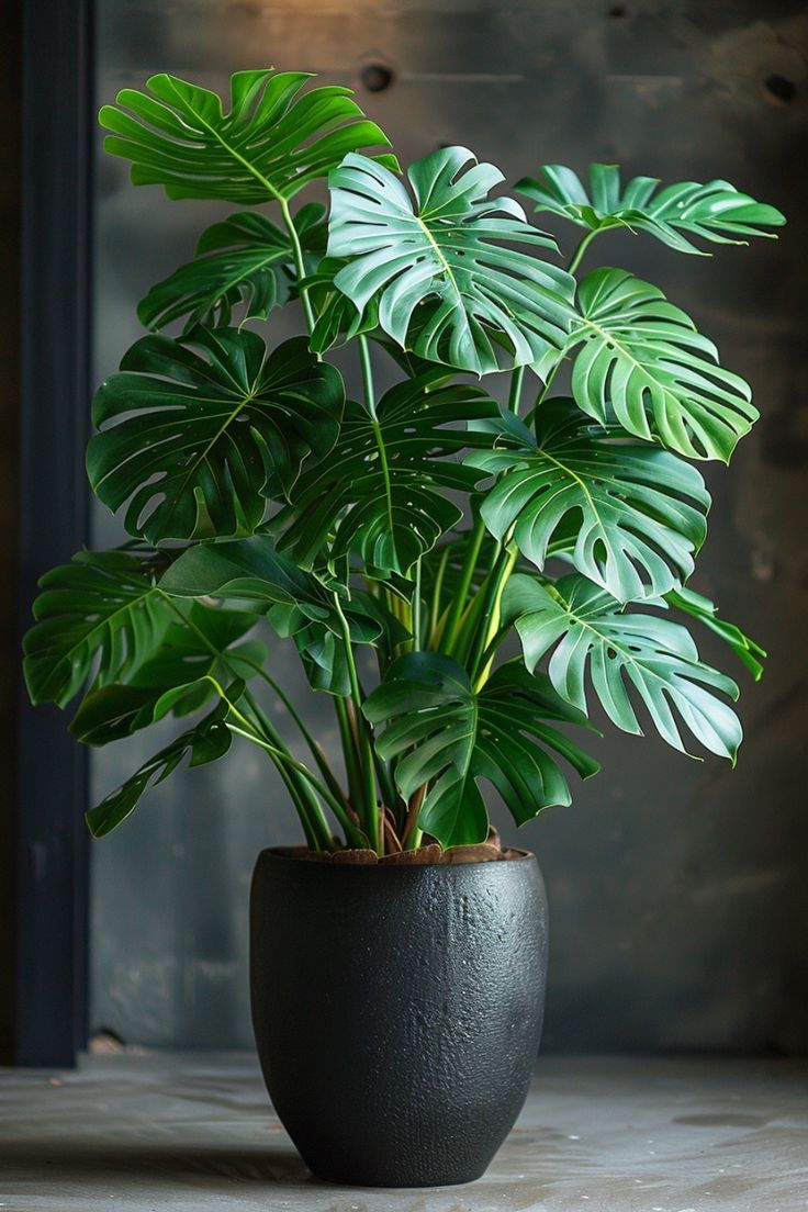 Indoor-Plants-Decor