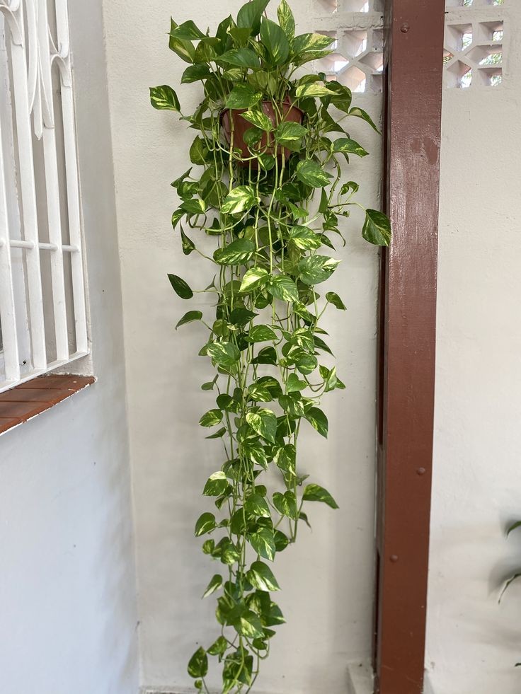 hanging-vines-ways-to-style-plants-in-a-small-apartment