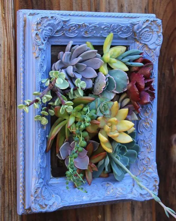 succulent-frames-ways-to-decorate-with-succulents