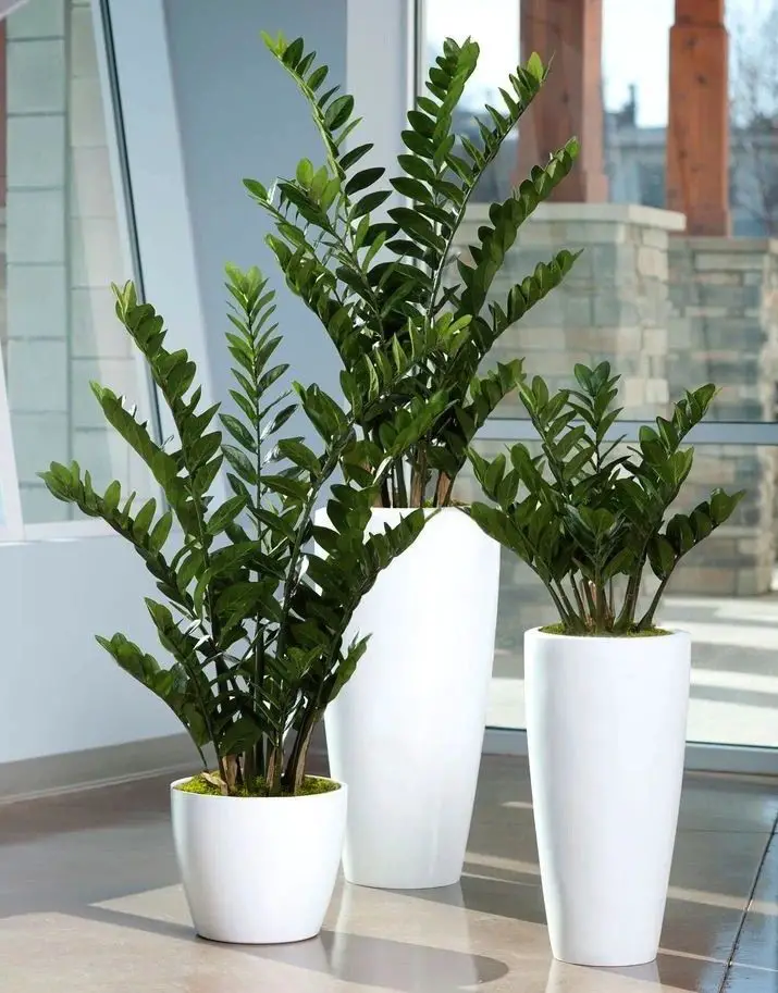 group-plants-in-odd-numbers-houseplant-styling-tips