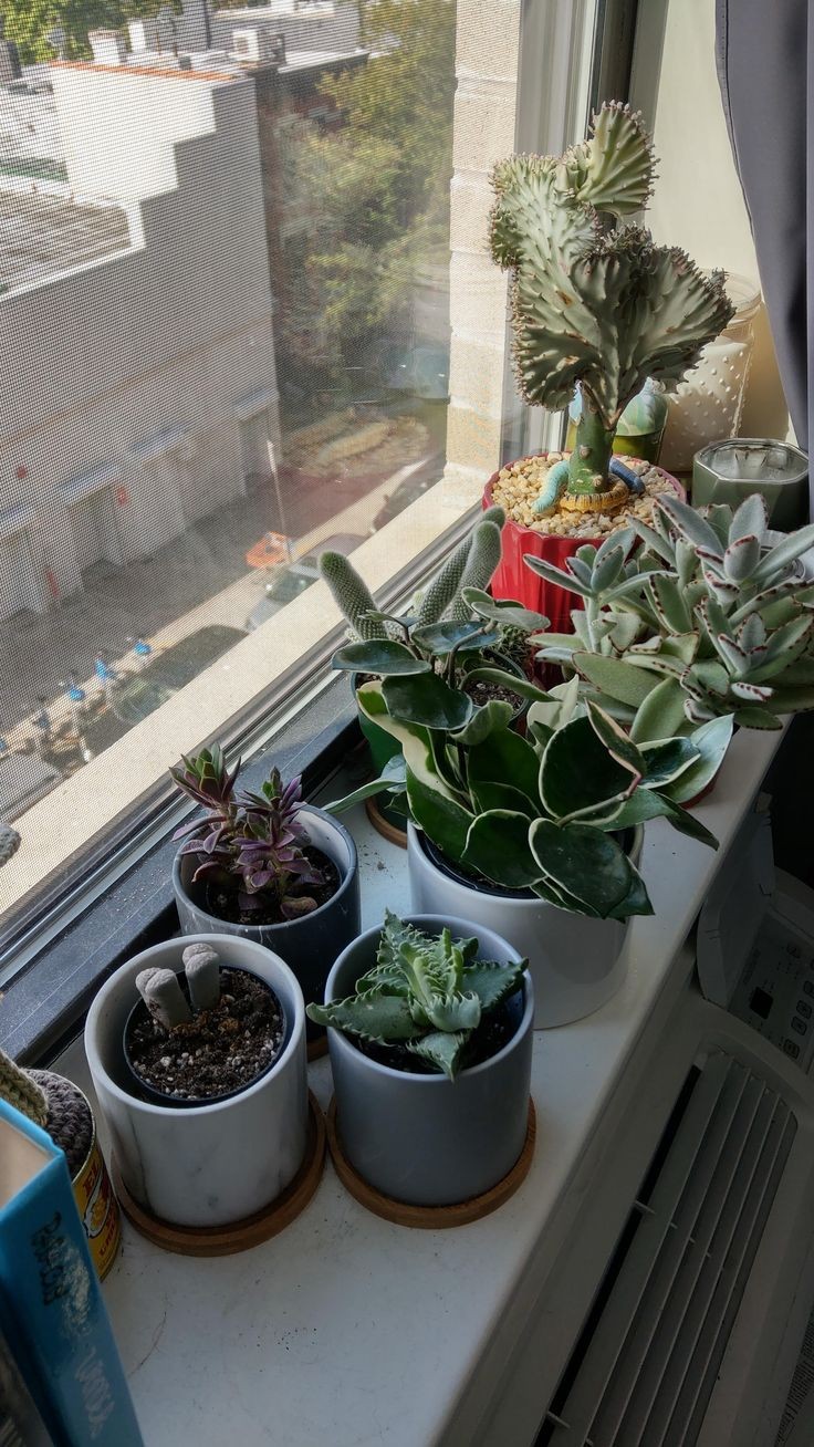 windowsill-arrangement-ways-to-style-plants-in-a-small-apartment