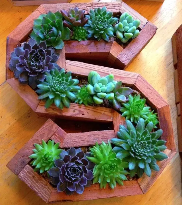 succulent-letter-planters