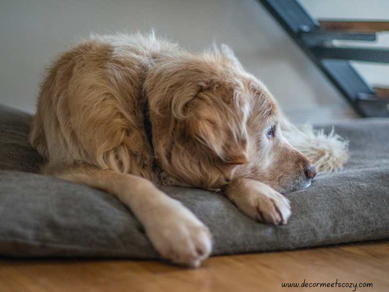 Pet-Bed-Under-the-Stairs.